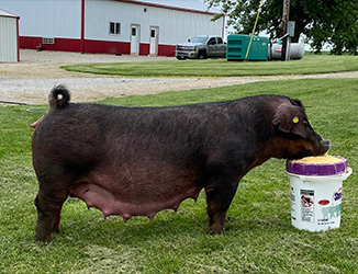Beyers Sows