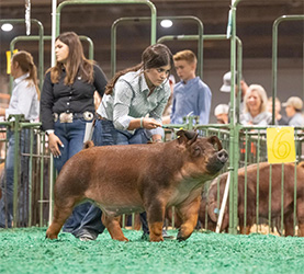 Beyers Farms Winners