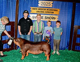 Reserve Duroc Barrow 
2025 American Royal