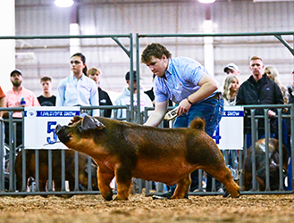 Class Winning Duroc Barrow
2025 American Royal