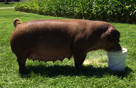 sow