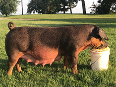 Beyers Sows