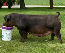 Beyers Sows