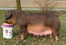 Beyers Sows