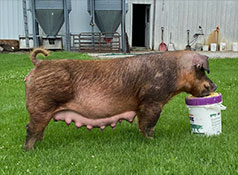 Beyers Sows