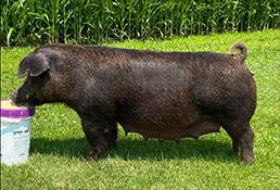 Beyers Sows