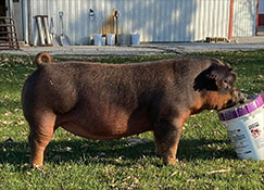Beyers Sows