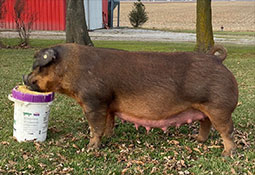 Beyers Sows