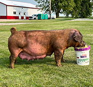 Beyers Sows