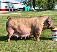 Beyers Sows
