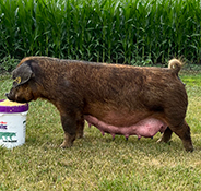 Beyers Sows