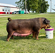 Beyers Sows