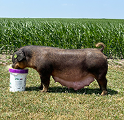 Beyers Sows