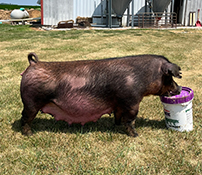 Beyers Sows