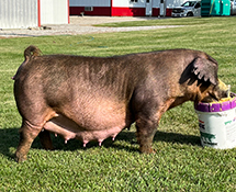 Beyers Sows