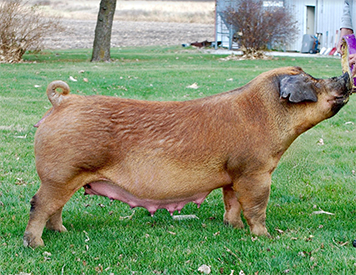 Beyers Sows