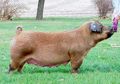 Beyers Sows